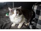 Zeta Persian Young Male