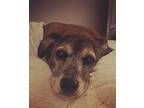 Cami Mixed Breed (Medium) Senior Female