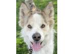 Kelsy Husky Young Female