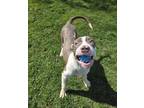 Cash American Pit Bull Terrier Adult Male