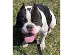 Shelby English Bulldog Adult Female