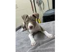 Star Crunch American Pit Bull Terrier Puppy Female