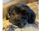 Cody Yorkie, Yorkshire Terrier Senior Male