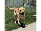 Pixie Labrador Retriever Adult Female