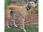 Cat Greyhound Adult Female