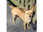 Tinkerbelle Chihuahua Adult Female