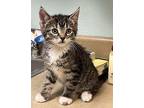 Nikki Purnaj Domestic Shorthair Kitten Female