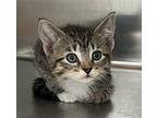 Ice Spice Domestic Shorthair Kitten Female