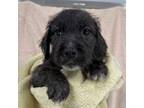 Ziggy Terrier (Unknown Type, Medium) Puppy Female