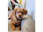 Cadet- adoption pending Shih Tzu Puppy Male