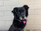 Hailey Flat-Coated Retriever Senior Female