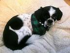 Cletus $475 Shih Tzu Adult Male