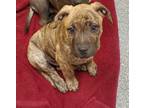 Orchid Mantis American Pit Bull Terrier Puppy Male