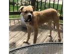 Adopt Bruce a American Staffordshire Terrier, Neapolitan Mastiff