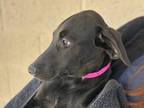 Kismet Labrador Retriever Puppy Female