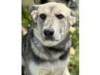 Daffy German Shepherd Dog Young Female