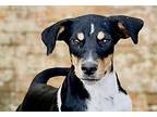 Polly Treeing Walker Coonhound Puppy Female