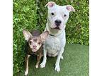 Lilly (Azulita) American Staffordshire Terrier Senior Female