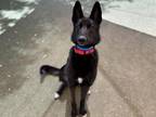 Percy German Shepherd Dog Adult Male