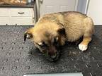 Beverly Labrador Retriever Puppy Female