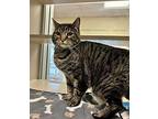 Taby Domestic Shorthair Senior Female