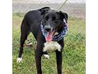 Madison Labrador Retriever Adult Female