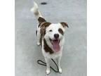 Senna Australian Shepherd Young Male