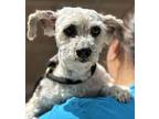 Peluchin Poodle (Miniature) Adult Male