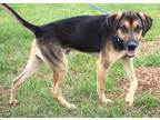 Anderson German Shepherd Dog Young Male