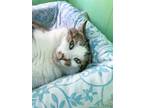 Adopt Carmello a Domestic Short Hair, Tabby