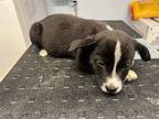 Blake Labrador Retriever Puppy Male