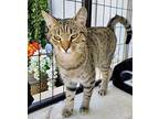 6393 Runner Domestic Shorthair Kitten Male