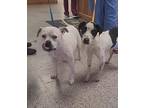 Prancer American Pit Bull Terrier Young Male