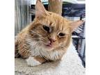 6649 Tilly Domestic Longhair Kitten Female