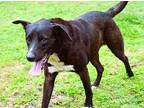 Spikes Border Collie Adult Male
