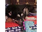 Jack Shepherd (Unknown Type) Senior Male