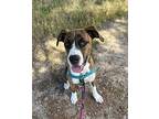 Willa Boxer Young Female