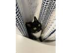 Adopt Beanz a Domestic Short Hair