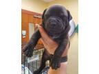 Bumblebee American Pit Bull Terrier Puppy Male
