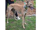 Brahmin Greyhound Young Male