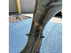F.E. Olds Fullerton Calif Sousaphone. ( Read )