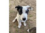 Hope Border Collie Puppy Female