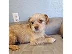 Calypso-adoption pending Shih Tzu Puppy Male