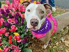 Millie- adoption pending American Staffordshire Terrier Young Female