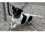 Bounty $450 Dachshund Adult Male