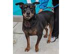 Suet Rottweiler Senior Female