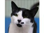 Lucky Domestic Shorthair Kitten Male