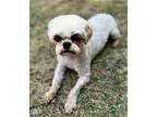Charlie B Shih Tzu Male