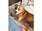 Brownie American Pit Bull Terrier Young Male