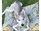 Skyler Husky Adult Female